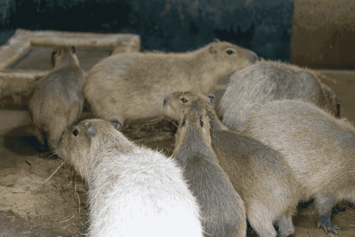 水豚 “卡皮巴拉”