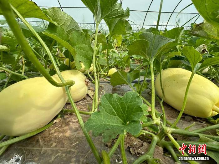 2024年6月15日，甘肅省秦安縣白脆瓜上市。鄉(xiāng)村(資料圖) 戴文昌 攝