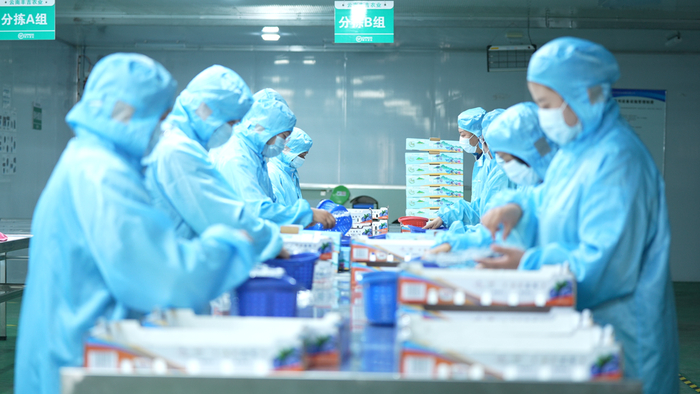 藍(lán)莓分揀。澄江市融媒體中心 楊洪龍 攝