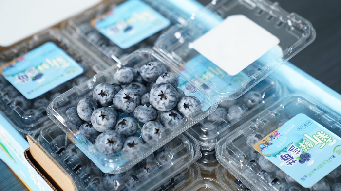 包裝好的藍(lán)莓。澄江市融媒體中心 楊洪龍 攝