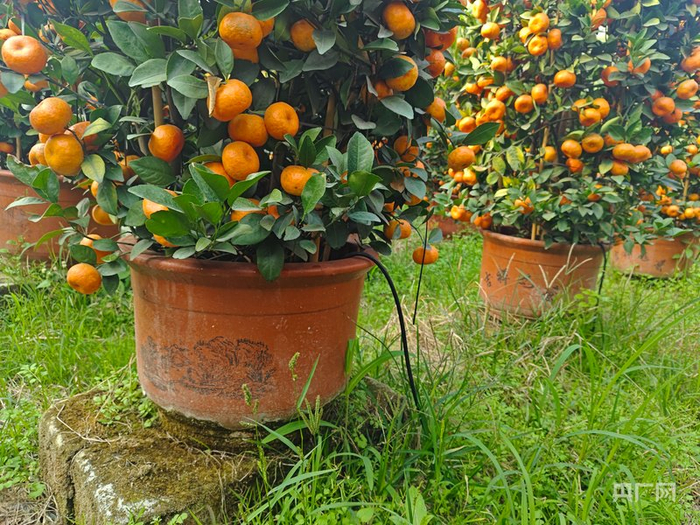 全自動滴灌技術賦能年桔種植（央廣網記者 鄭少純 攝）