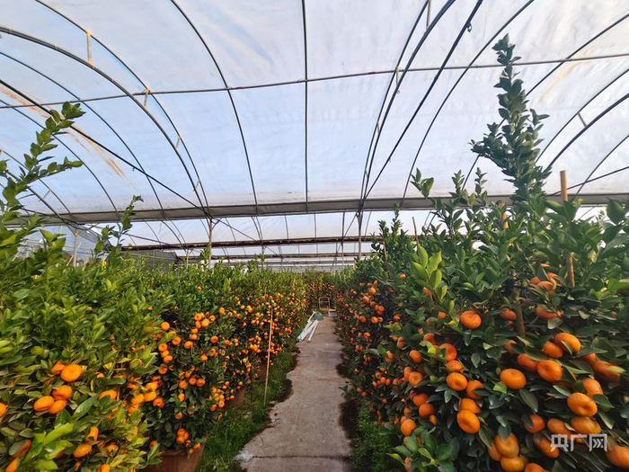 陳村鎮(zhèn)仙涌村的現(xiàn)代化年桔種植基地（央廣網(wǎng)記者 鄭少純 攝）