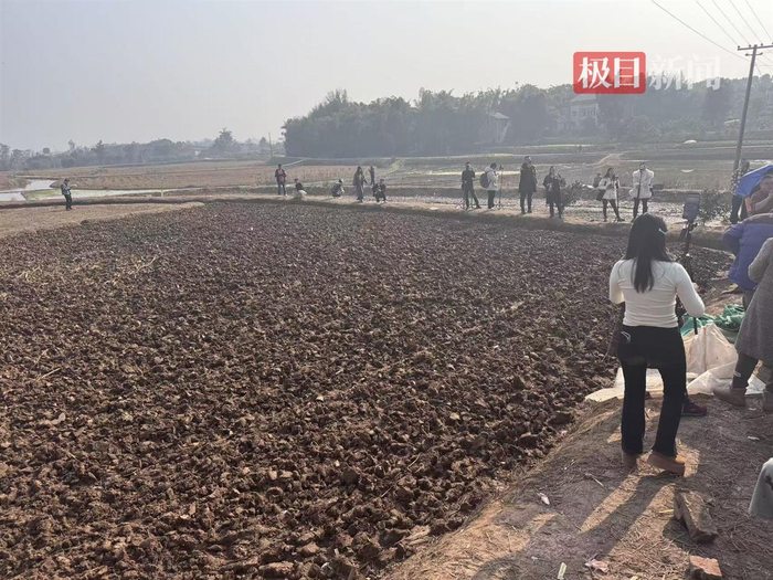 　　1月13日，田埂上的主播们（极目新闻记者 邓波 摄）