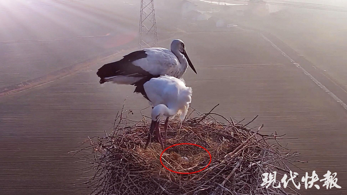 “網(wǎng)紅”東方白鸛夫妻產(chǎn)下2026年第一枚蛋