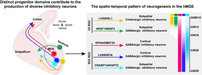 ▲ 人类内侧神经节隆起神经发生的时空动态。图中不同颜色的圆圈对应不同的祖细胞域，箭头颜色则标示了由此产生的特定神经元谱系