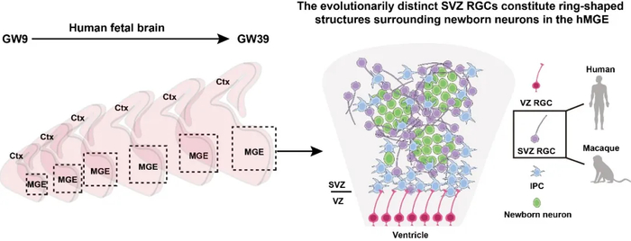 ▲ 人类内侧神经节隆起中不同细胞类型的鉴定。图中采用不同的形态与颜色标示各异的细胞类型