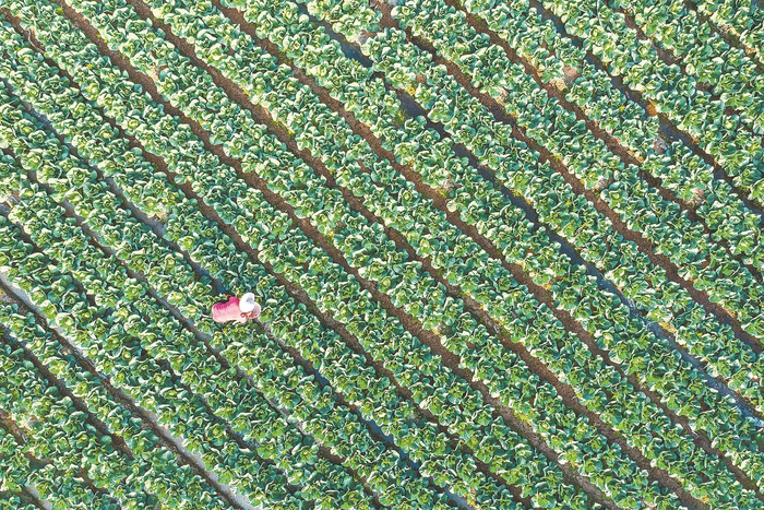 漳州長(zhǎng)泰山重村大力發(fā)展蔬菜富民產(chǎn)業(yè)。 （資料圖片）