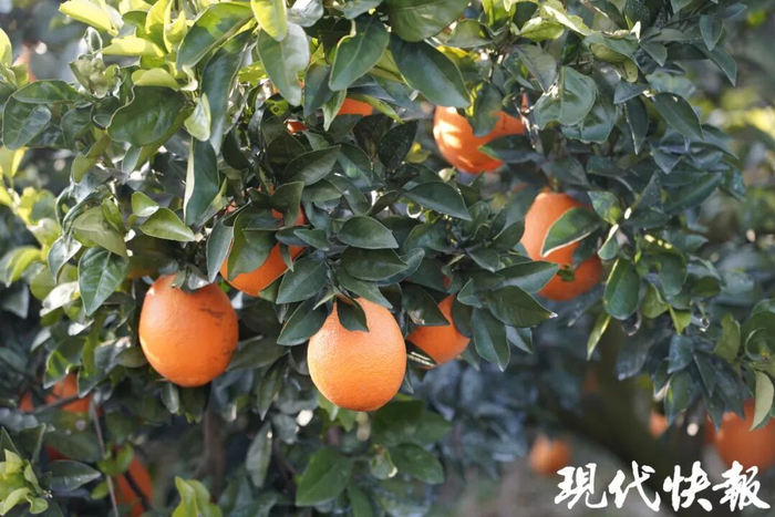永州特产道县脐橙