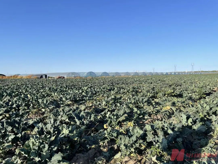 张北西蓝花种植地 图片来源：每经记者 杨煜 摄
