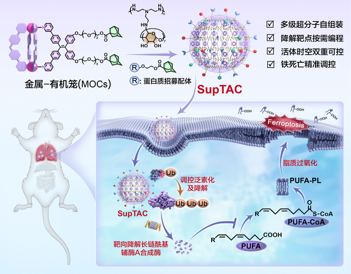 ▲ 超分子靶向嵌合体实现时空可控的活体 ­ 蛋白质降解