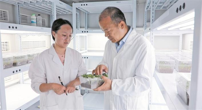     练文明（右）和棉花研究室工作人员在记录不同棉花品种发芽试验数据（资料图片）。    兵团日报常驻记者  曾维  通讯员  孔琴  摄