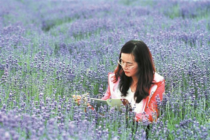     李敏在田间开展薰衣草花期性状调查（资料图片）。    王朴  摄