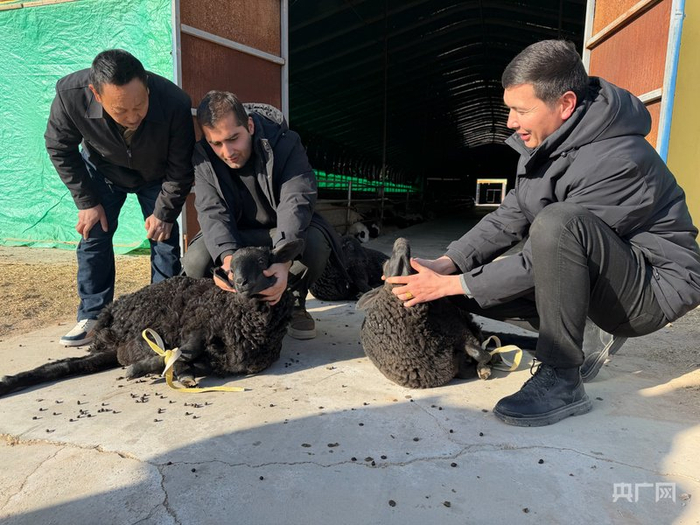 养殖户余传现在基地内挑选种羊  （央广网记者  丁安  摄）