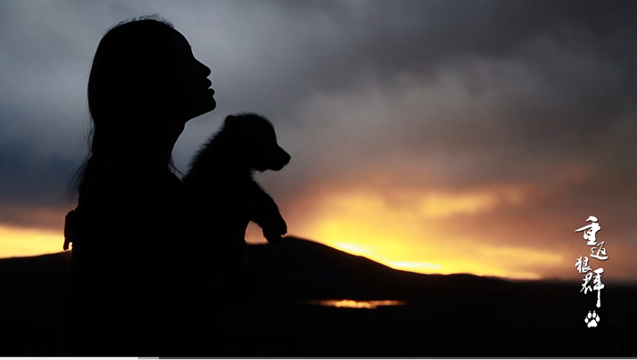 纪录片《重返狼群》翻红引网友关心“格林”近况 若尔盖当地回应_新浪新闻