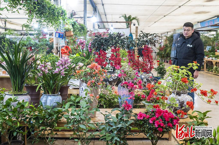 1月19日，消费者在石家庄市肖家营花卉基地选购鲜花。