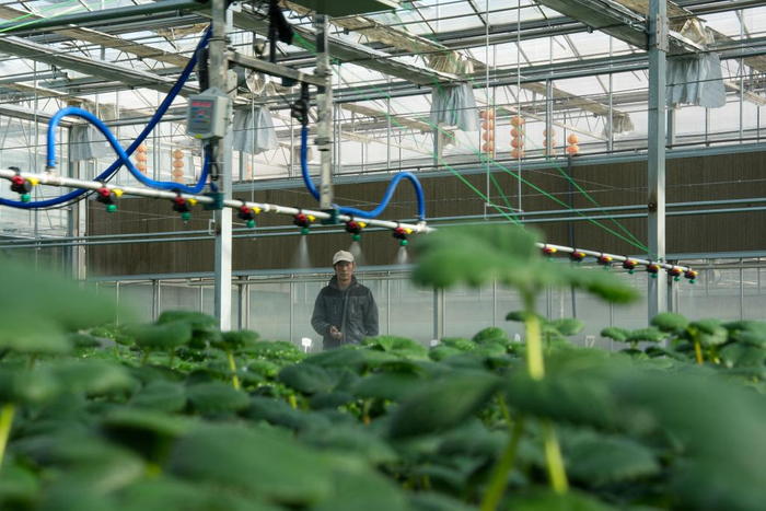 在青海省西宁市湟中区，工作人员正在利用水肥一体化设备给草莓种苗浇水。新华社记者杜笑微 摄