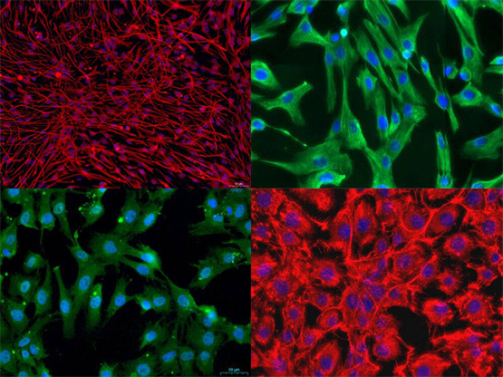 图3 云克隆原代细胞展示