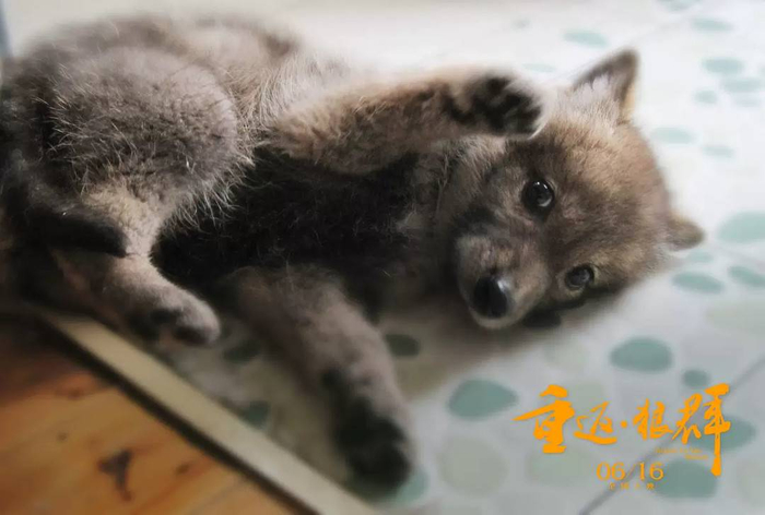 《重返·狼群》 剧照 幼时的格林 摄影 亦风