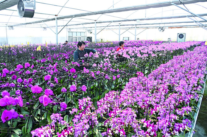 在位于石家庄市藁城区孟村的河北锦绣兰业蝴蝶兰花卉基地，花农们正在对供应春节市场的蝴蝶兰进行管理。