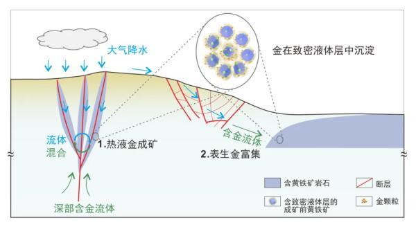 热液成矿与表生富集过程中致密液体层内金富集的示意图。