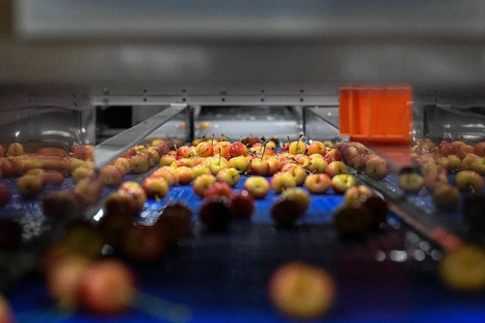 当地时间2024年12月13日在智利莫斯塔萨尔的一座吉制公司工厂拍摄的车厘子/新华社发（豪尔赫·比列加斯摄）