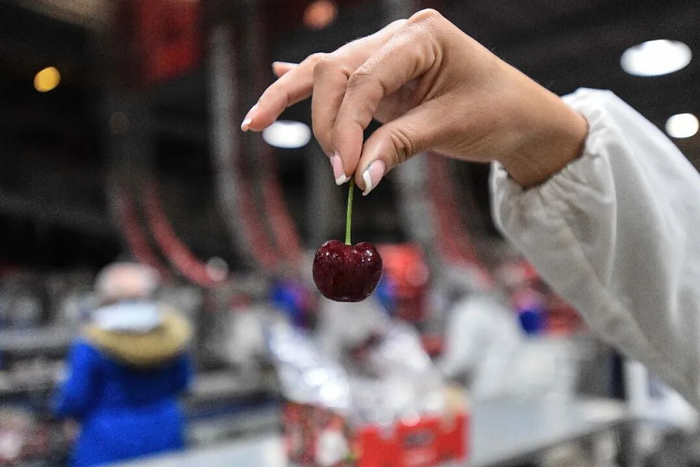 当地时间2024年12月13日，在智利莫斯塔萨尔的一座吉制公司工厂，工作人员展示车厘子/新华社发（豪尔赫·比列加斯摄）