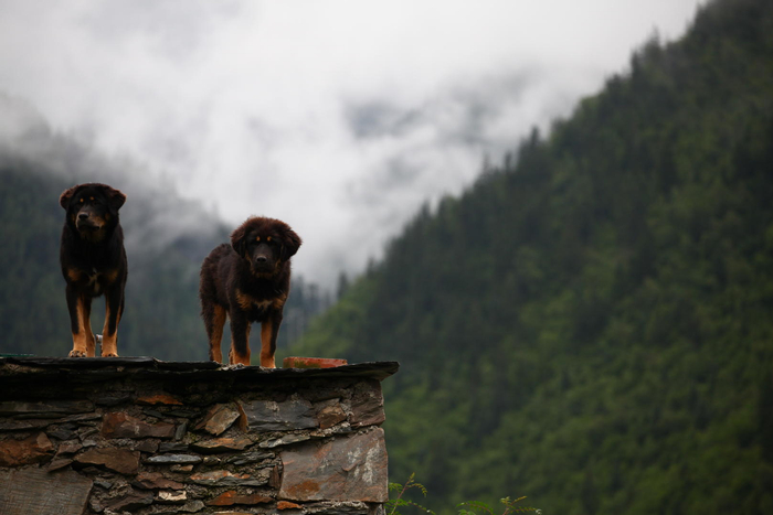 川西的藏獒 图据ICphoto