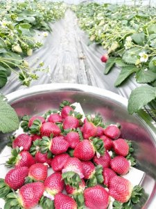 黑草莓。受访者供图