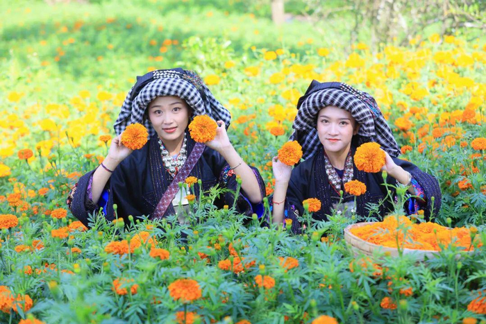 采摘万寿菊。金正荣 摄