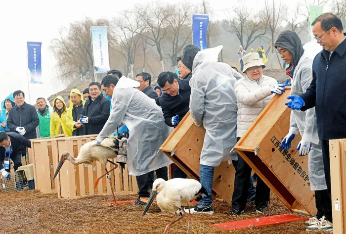 2024年1月8日，在位于江西省鄱阳县的鄱阳湖国家湿地公园，工作人员将东方白鹳等被救助的候鸟放归大自然 /  新华社发（卓忠伟 摄）