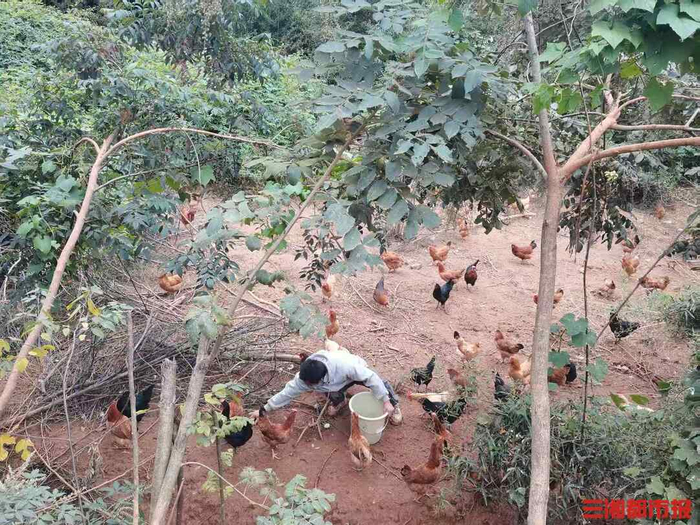 宁乡市清泉阳光残疾人托养服务中心养殖场内，残友正在喂鸡。（受访者供图）