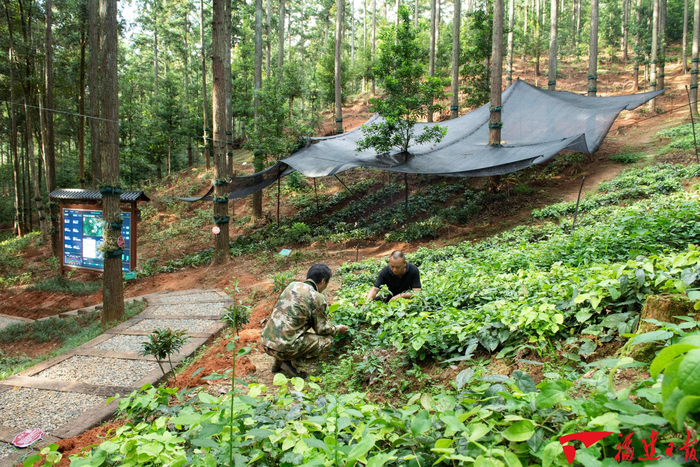 邵武市二都国有林场森林立体精致经营基地 