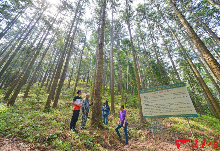 福建省洋口国有林场木材战略储备林