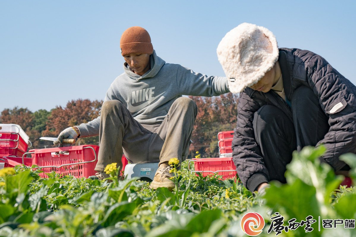 工人们正采收青仔。谢奇良 摄