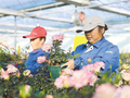 “鲜花经济”铺就乡村振兴路
