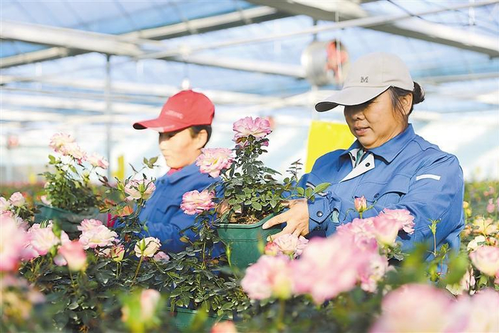     在固安县柳泉镇北房上村五圣天华园林的花卉种植区，花农正在修剪月季花。本报记者 张春娥 本报通讯员 张琛 摄