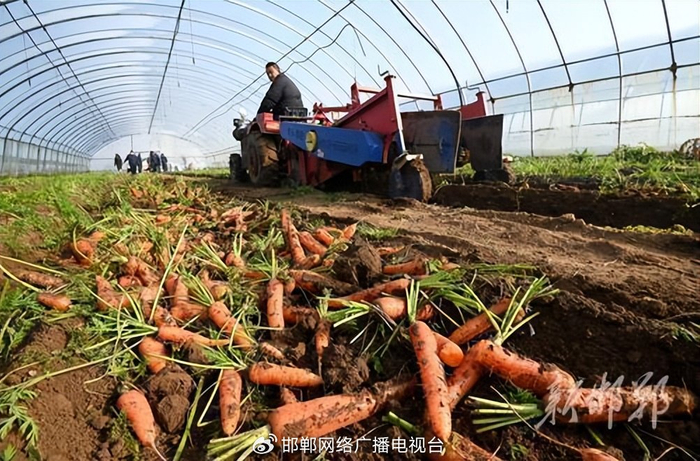1月20日，峰峰矿区峰峰镇上官庄一村的农民在收获胡萝卜。邯郸新闻传媒中心记者 郝群英 摄