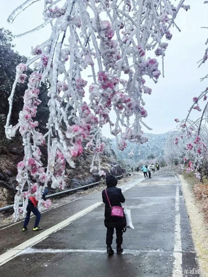 游客到广州市从化区五指山景区欣赏冰挂。从化融媒体中心供图​