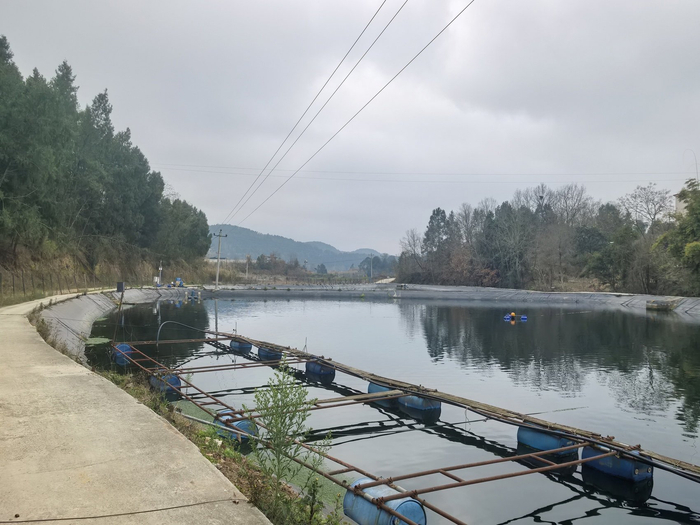 孙郡鲈鱼基地还有150多吨鲈鱼没卖。