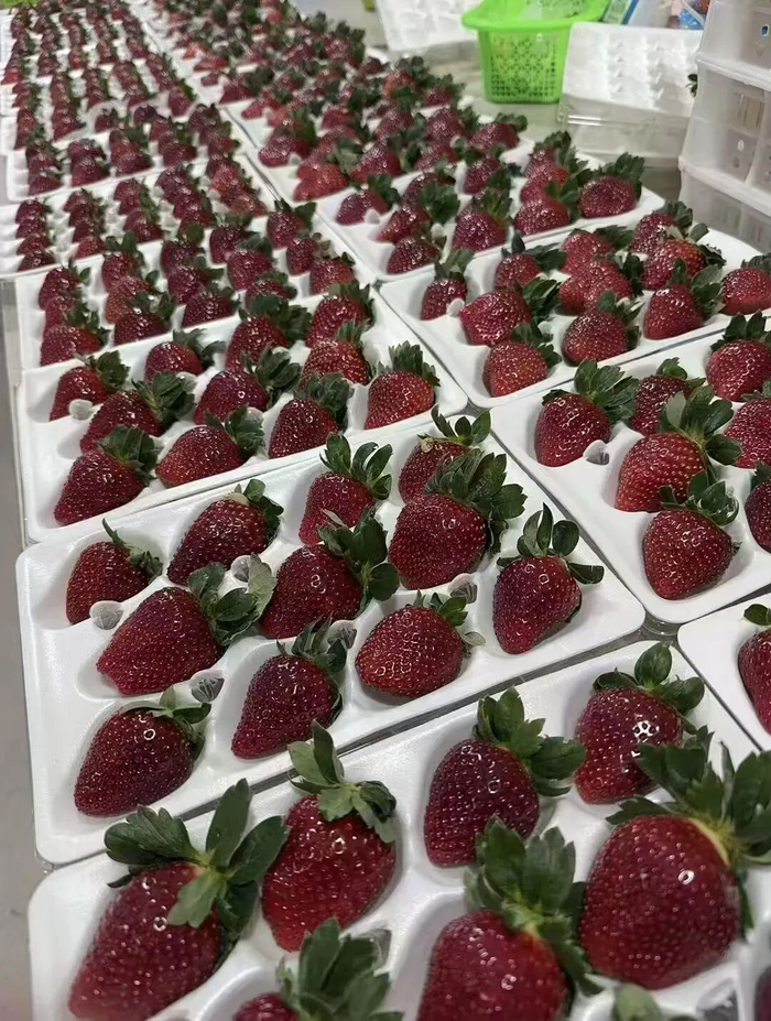 洪神安包装好的黑草莓。受访者供图