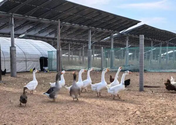 光伏板下搞养殖。