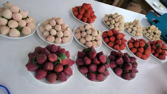 洪神安草莓地里产出的黑草莓、红草莓、白草莓等。受访者供图