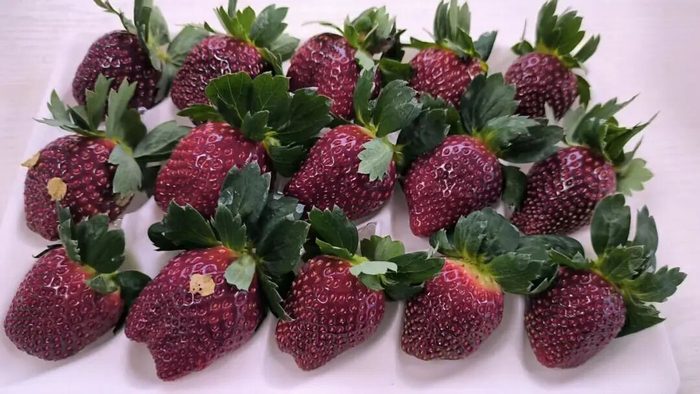 建德莓农刚采摘的黑草莓。受访者供图