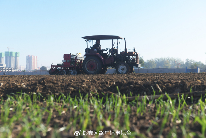 2025年11月1日，在河北省石家庄新乐市长寿街道办事处东名村，农民驾驶农机播种冬小麦。新华社发（贾敏杰摄）