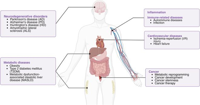 图 | 线粒体自噬相关人类疾病概述（来源：Cell Research）