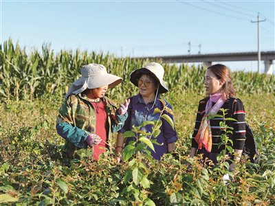 西北农林科技大学专家在田间对“农城女子”嫁接队队员进行技术指导。受访者供图