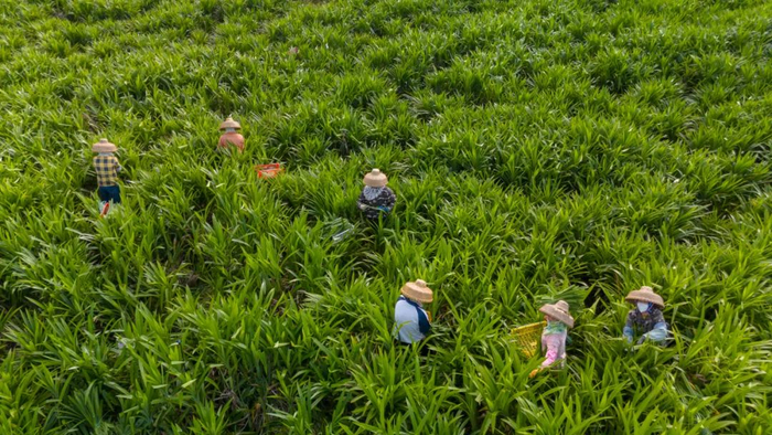 种植基地。陈欢 摄