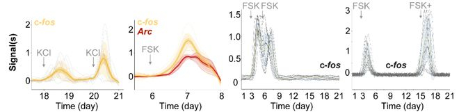 图丨细胞磁带记录基因调控动态的连续信号波形（来源：Nature）