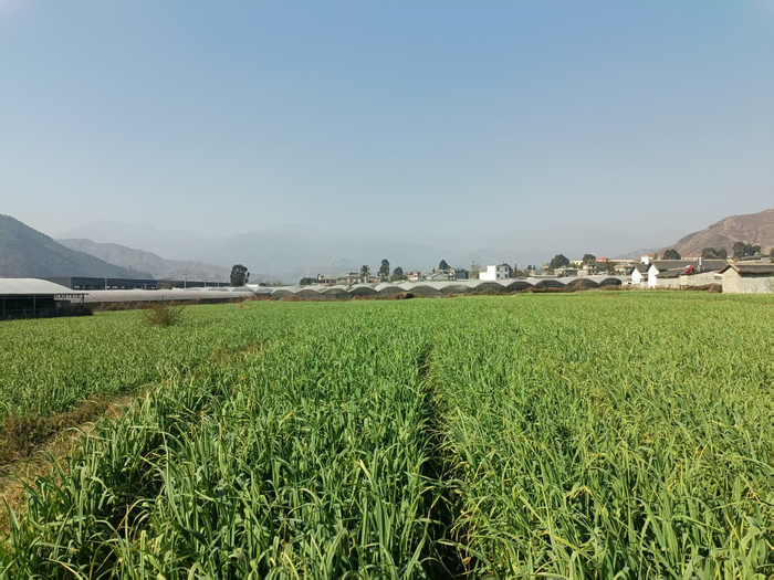 凉山州冕宁县漫水湾镇胜利村，蒜农叶建军种了60亩蒜苗。