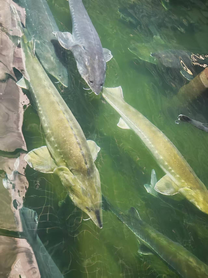 湖北宜昌市鲟鱼产业发达，康养旅居项目带动当地鱼子酱等特色农产品消费（记者曹媛/摄）